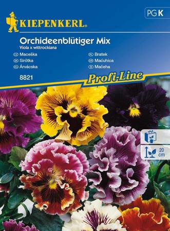Bratek Orchideenblütiger Mix Viola x wittrockiana