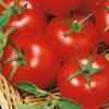 Pomidor Harzfeuer - Kiepenkerl